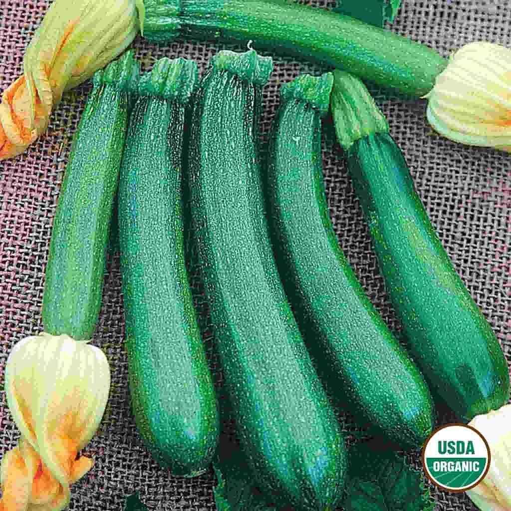 Image of Squash, Fordhook Zucchini Organic Seeds, 5.3g