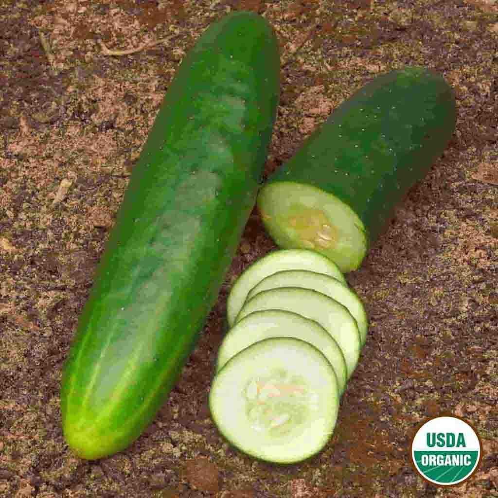 Image of Cucumber, Straight Eight Organic Seeds, 1.4g