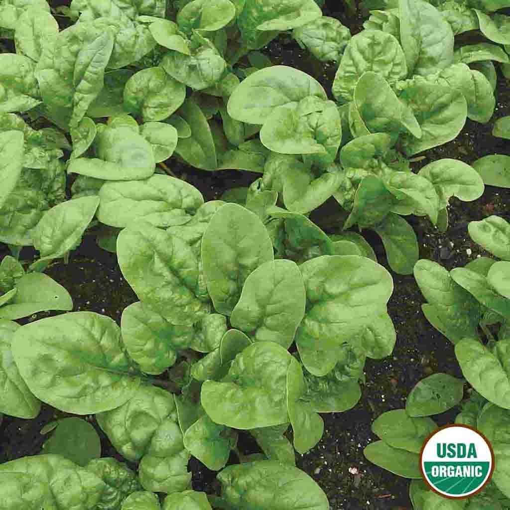 Image of Spinach, Bloomsdale Long Standing Organic Seeds, 4.4g