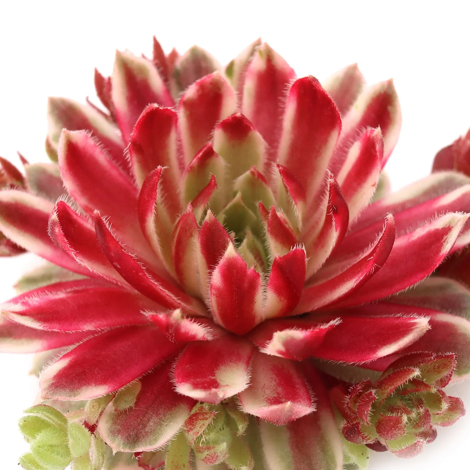 Image of Chick Charms® Lotus Blossom™