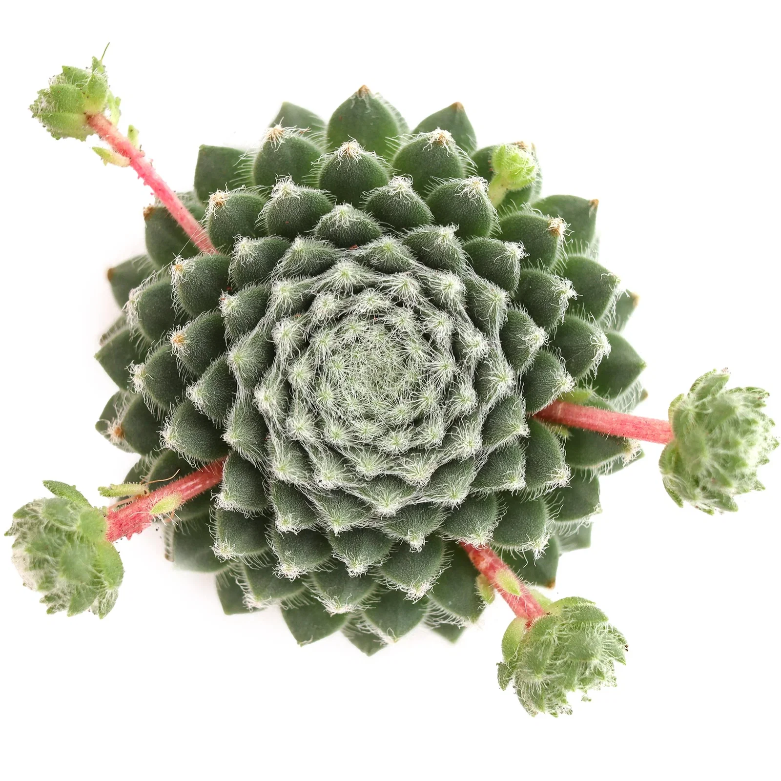 Image of Sempervivum 'Fuzzy Wuzzy'