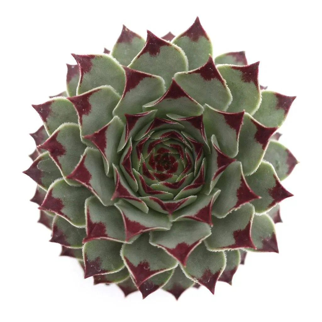 Image of Sempervivum calcareum 'Hens and Chicks'