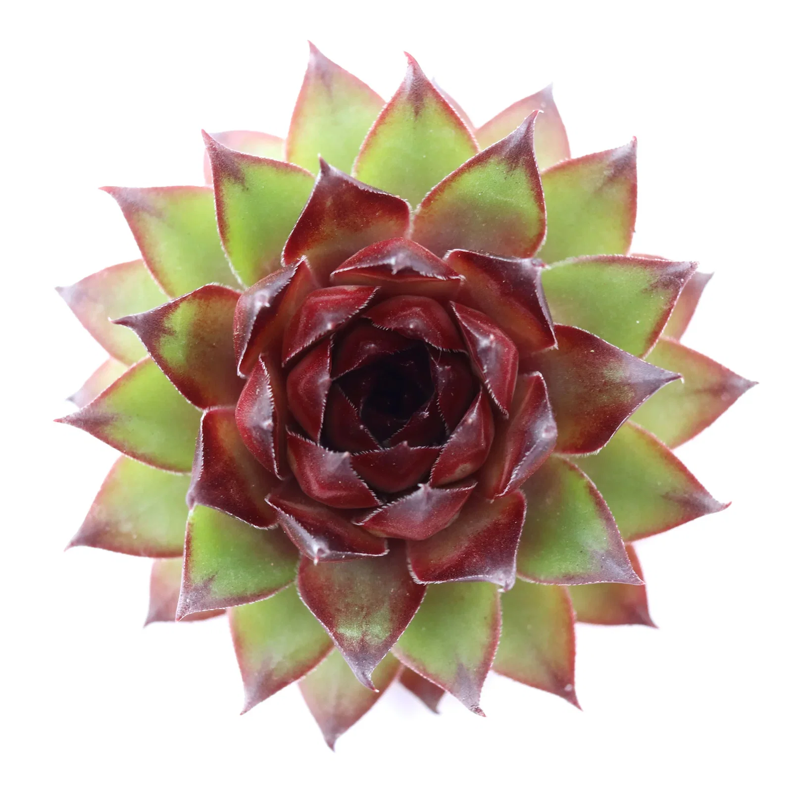 Image of Sempervivum 'Bronco'