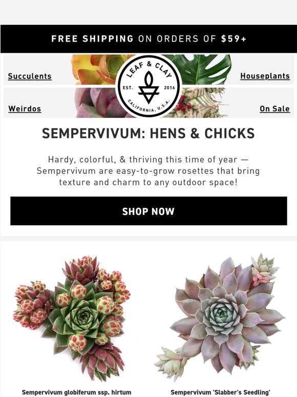 Meet Our Sempervivum Collection🌵