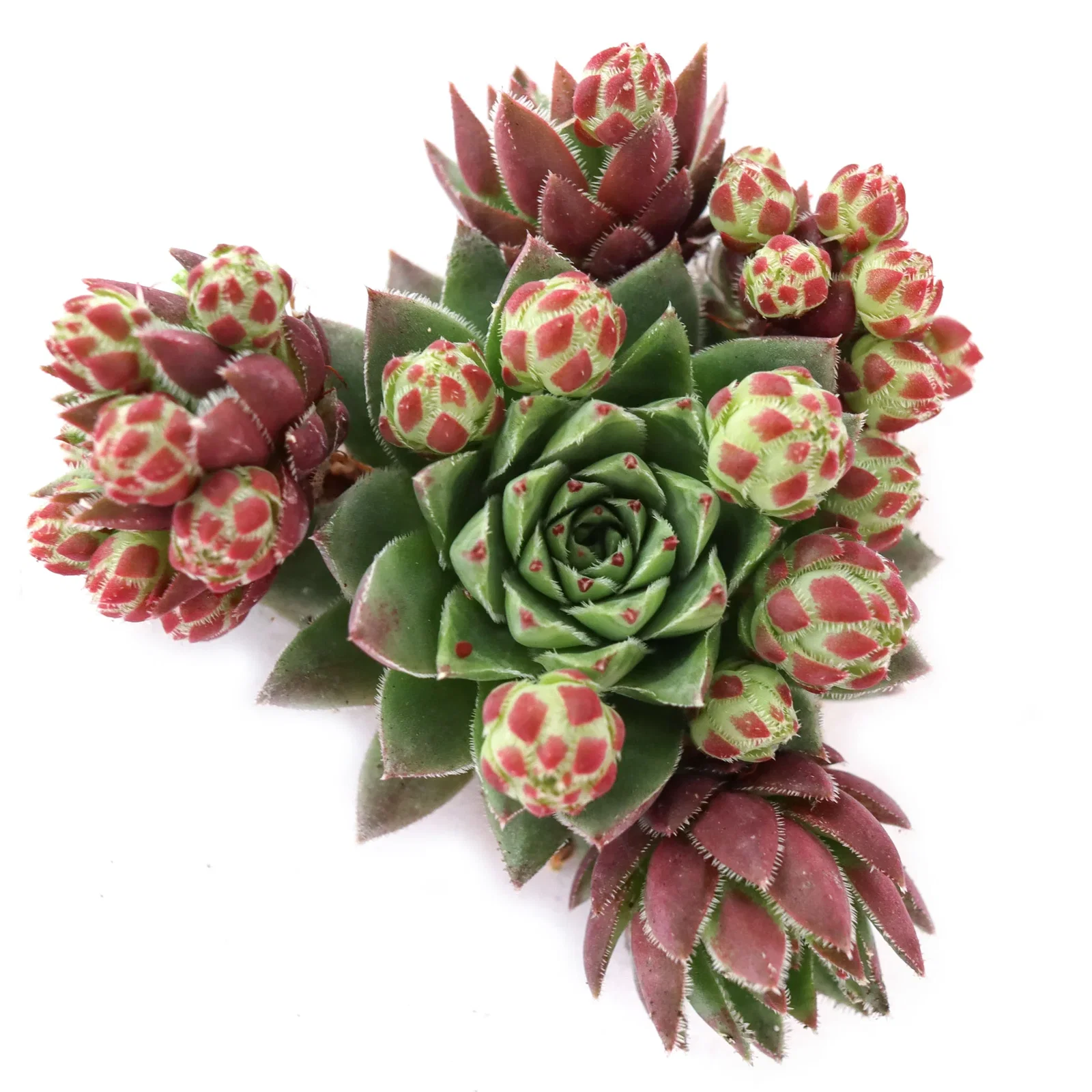 Image of Sempervivum globiferum ssp. hirtum 'Hedgehog'
