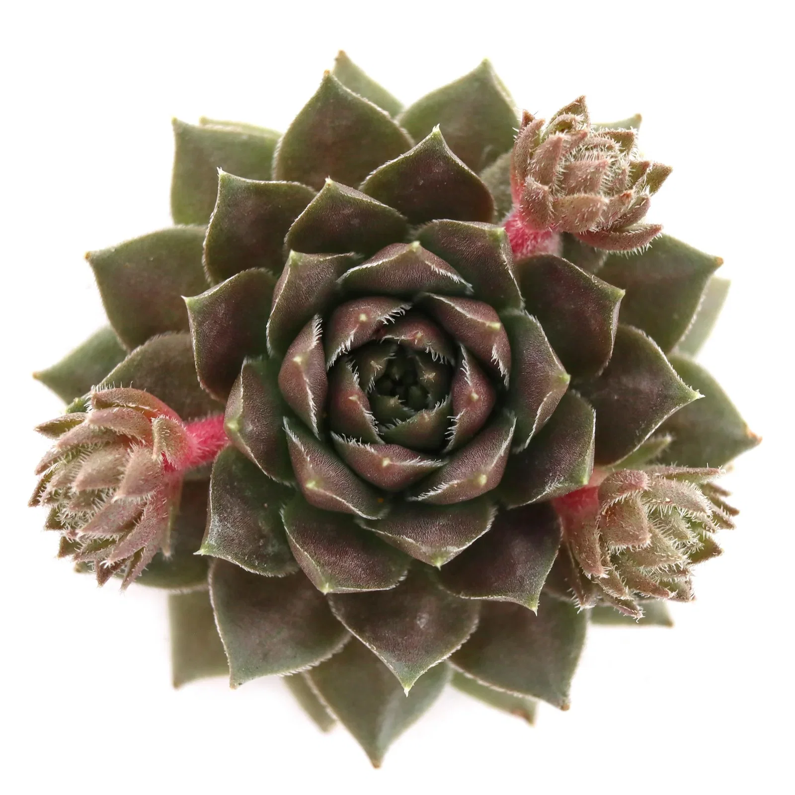 Image of Sempervivum 'Hot Cocoa'