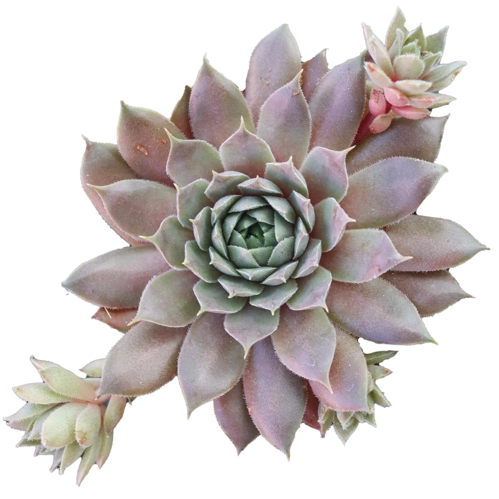 Image of Sempervivum 'Slabber's Seedling'