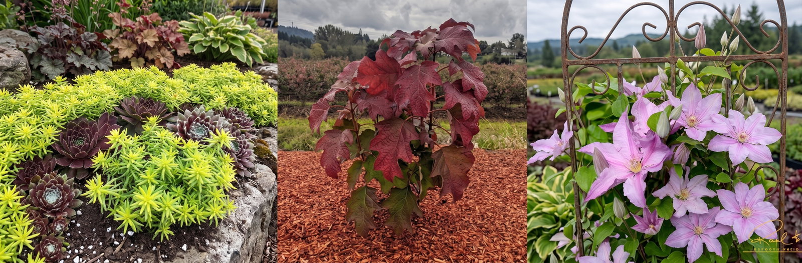 3 plants featured in garden scenes.