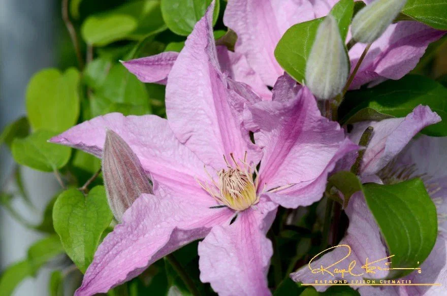 Image of Sally™ Clematis
