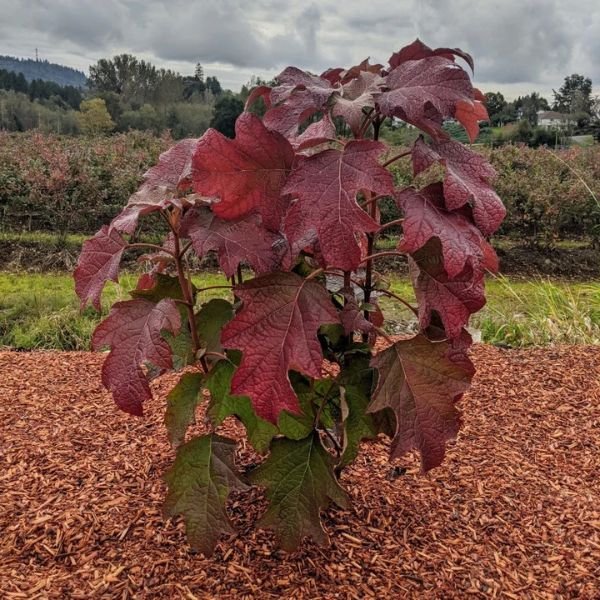 Image of Toy Soldier™ Oakleaf Hydrangea
