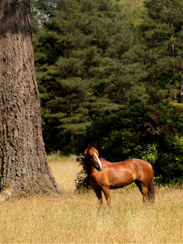 A New Forest family adventure