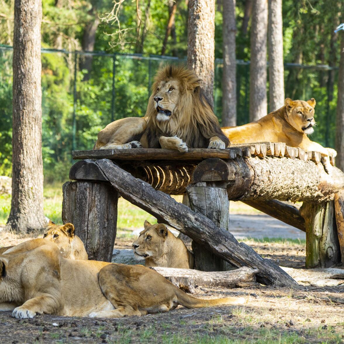 Hotel Heide Kröpke inkl. Serengeti-Park