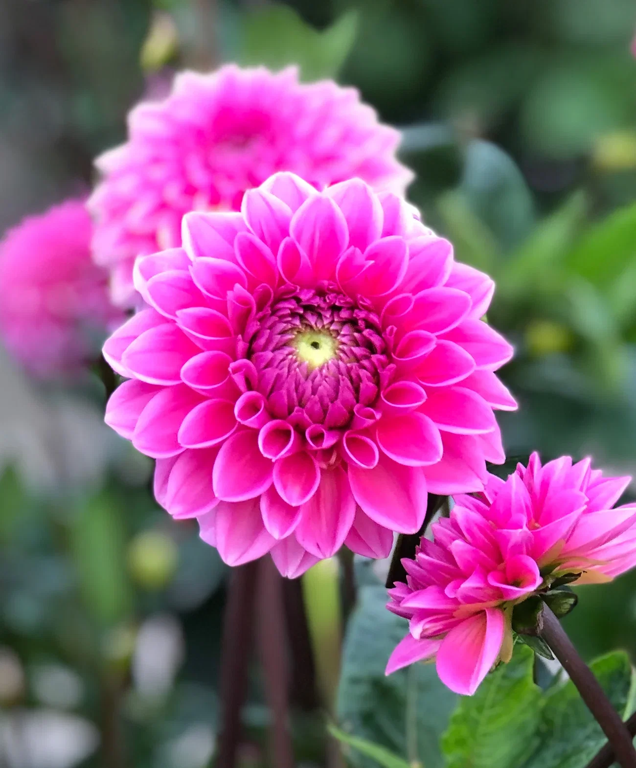 Image of Pink Sylvia Ball Dahlia - 3 root divisions