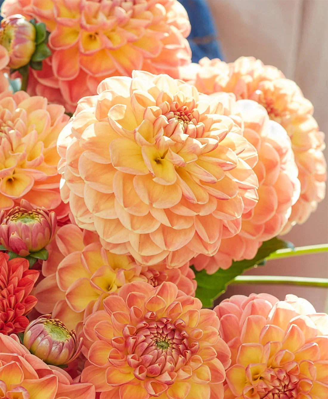 Image of Orange Cassini Ball Dahlia - 3 root divisions
