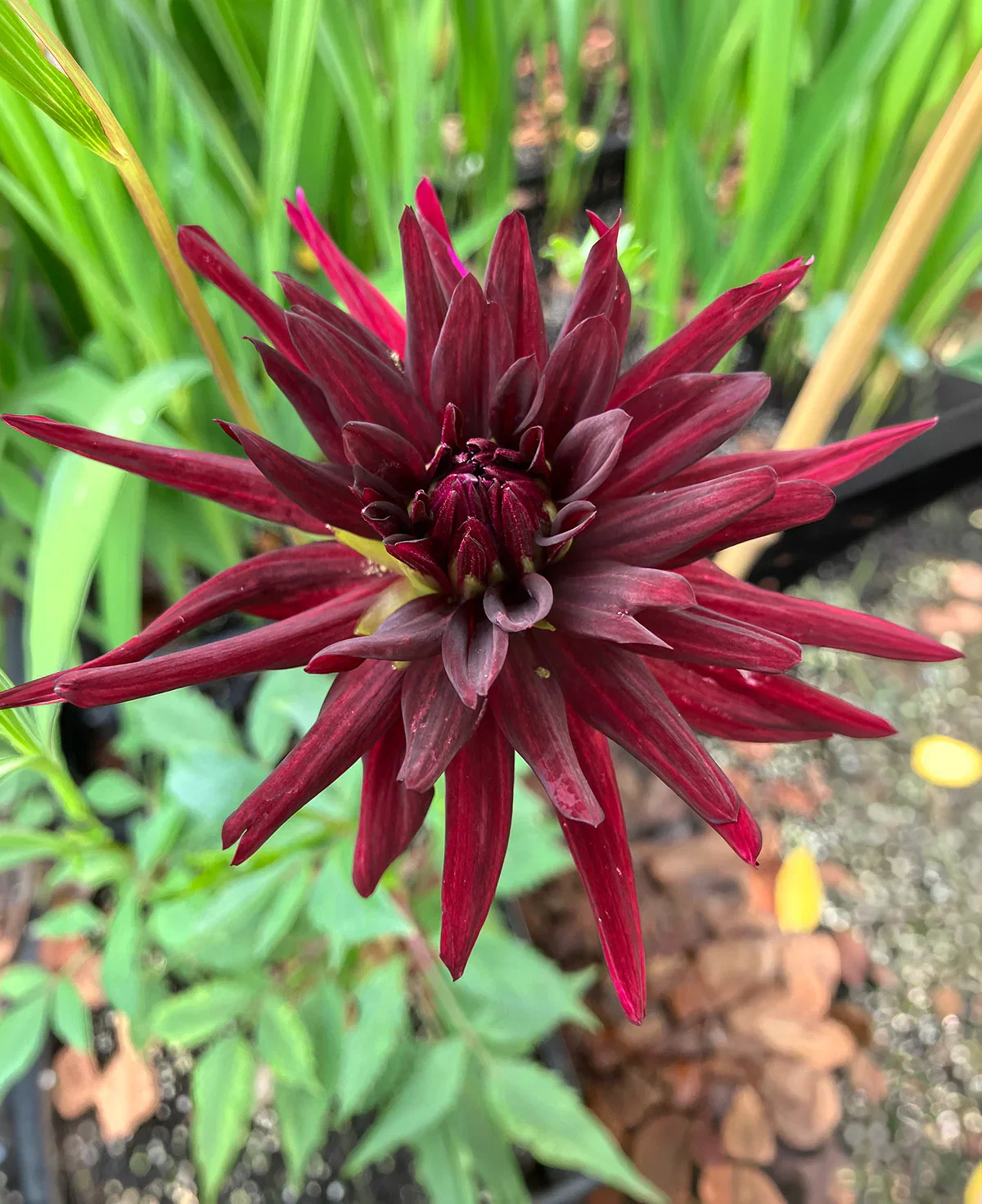 Image of Black Narcissus Cactus Dahlia - 3 root divisions