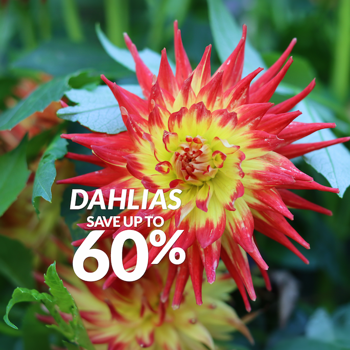 Dahlia tubers up to 60% off