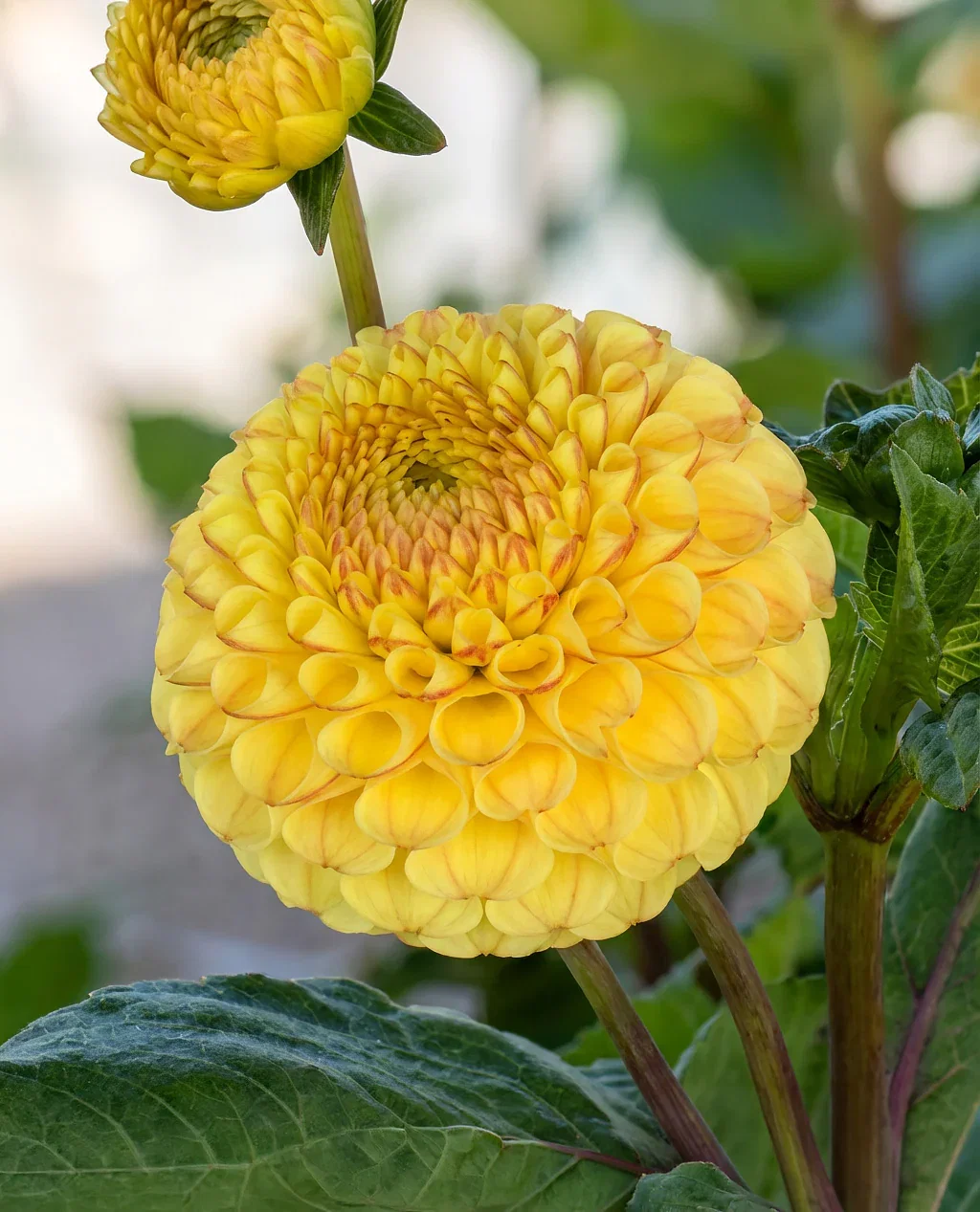 Image of Buttercup Pompon Dahlia - 3 root divisions