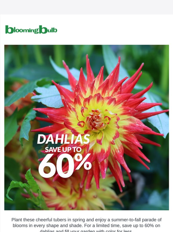 Dahlias Ready to Bloom 🌸