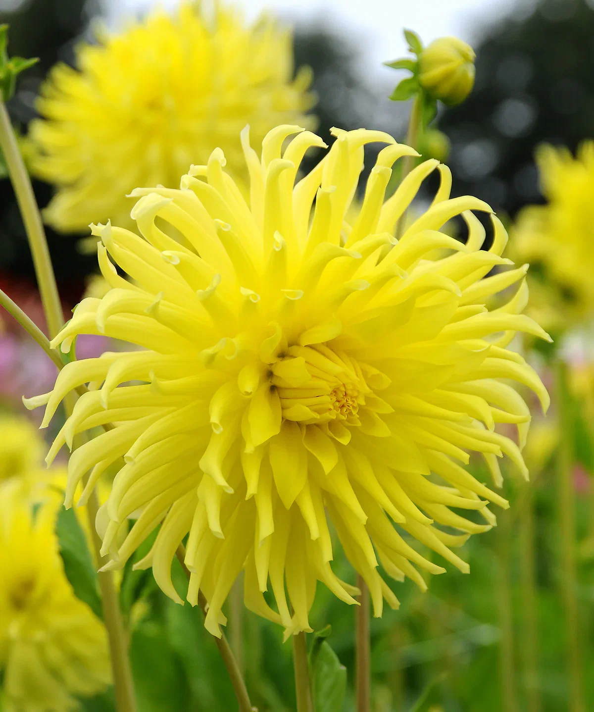 Image of Kennemerland Cactus Dahlia - 3 root divisions