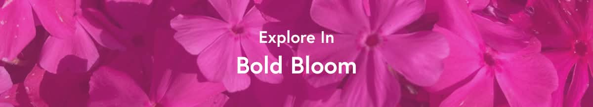 Explore In Bold Bloom