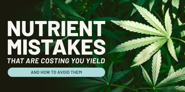 Nutrient Mistakes that are costing you yield | Learn and Shop