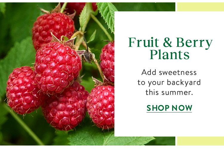 Fruit and berry Plants