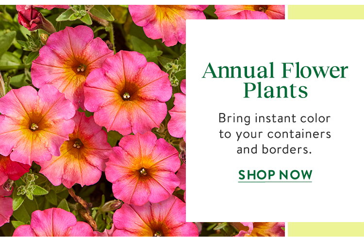 Garden Ready Flower Plants