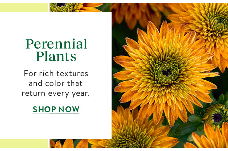 Perennial Plants
