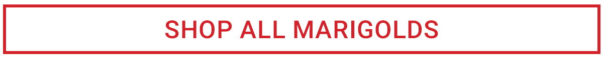 SHOP ALL MARIGOLDS