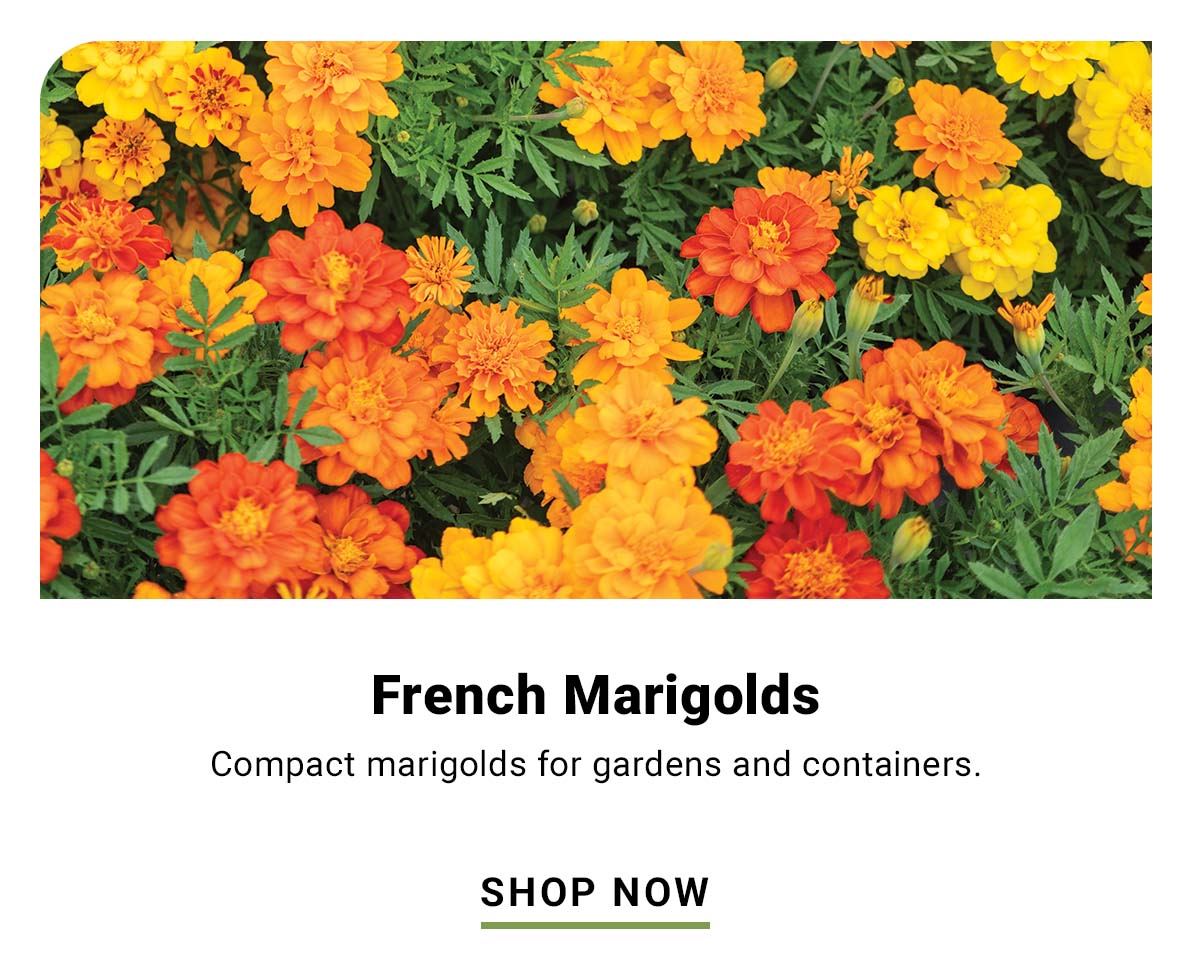 French Marigolds