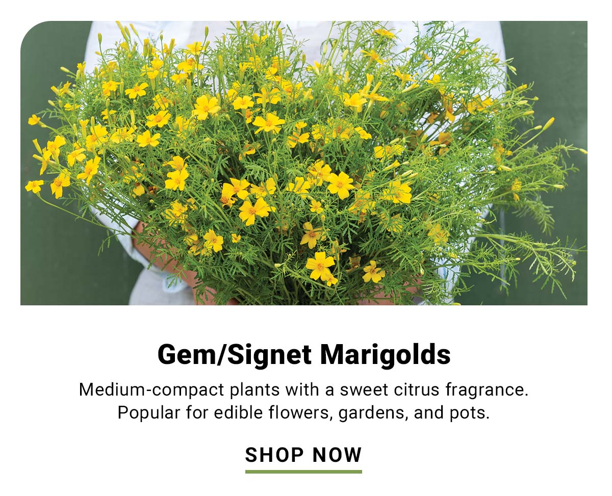 Gem/Signet Marigolds