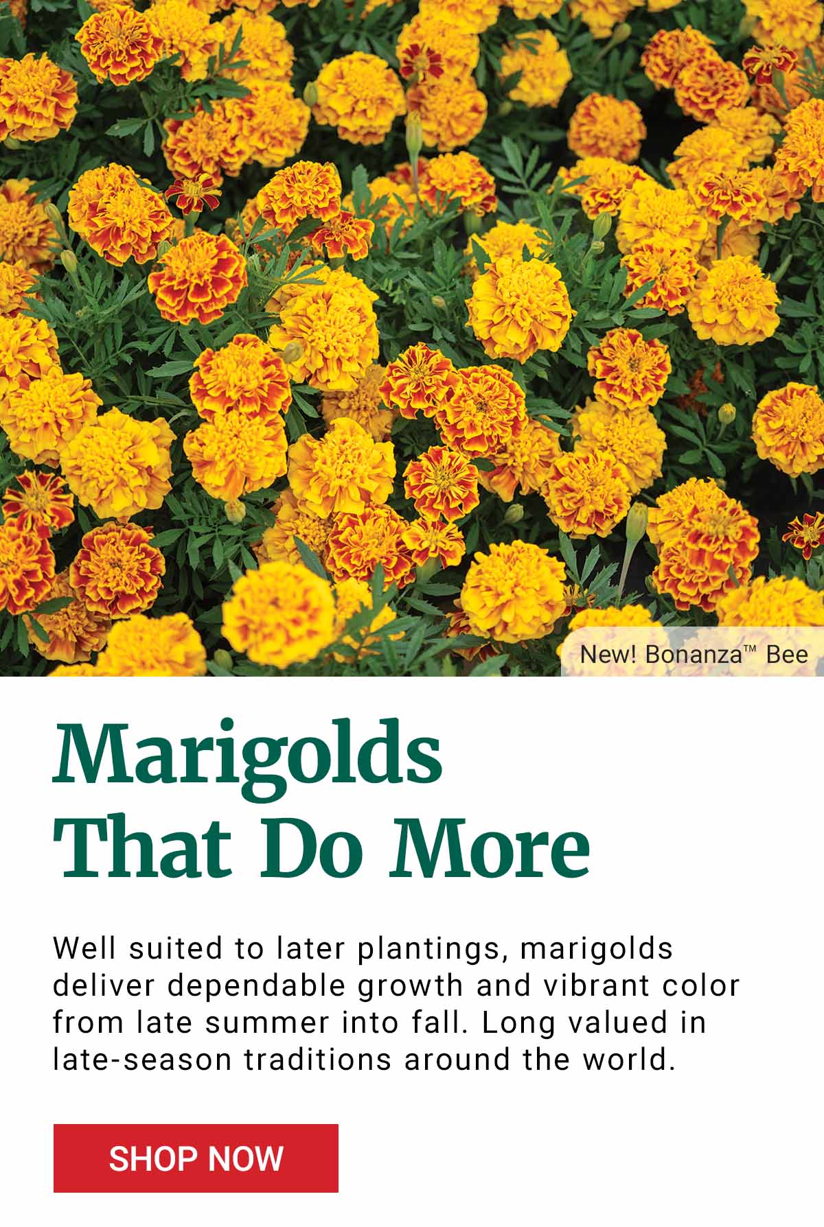 Marigolds That Do More - Shop Now