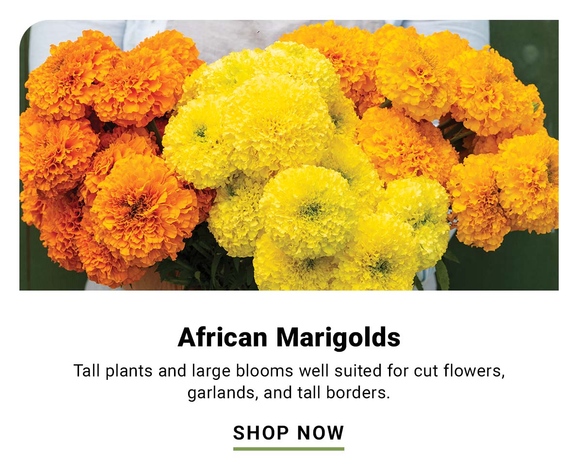 African Marigolds