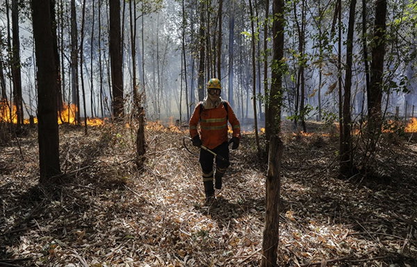 A firefighter walks in front of the flames of a forest fire on the ground in the Brasilia National Forest region in Brazil.