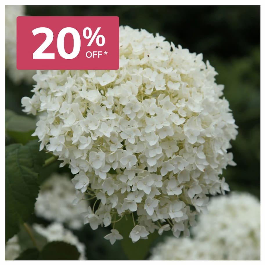 Hydrangea Arborescens Annabelle
