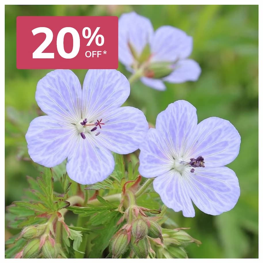 Geranium Pratense Mrs Kendall Clark