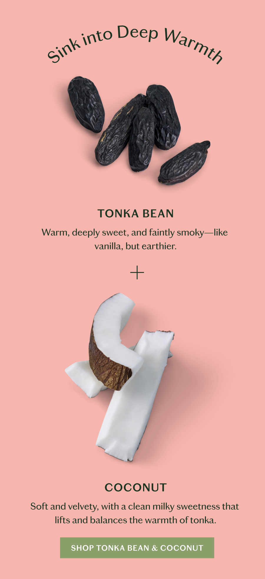 Shop Tonka Bean & Coconut