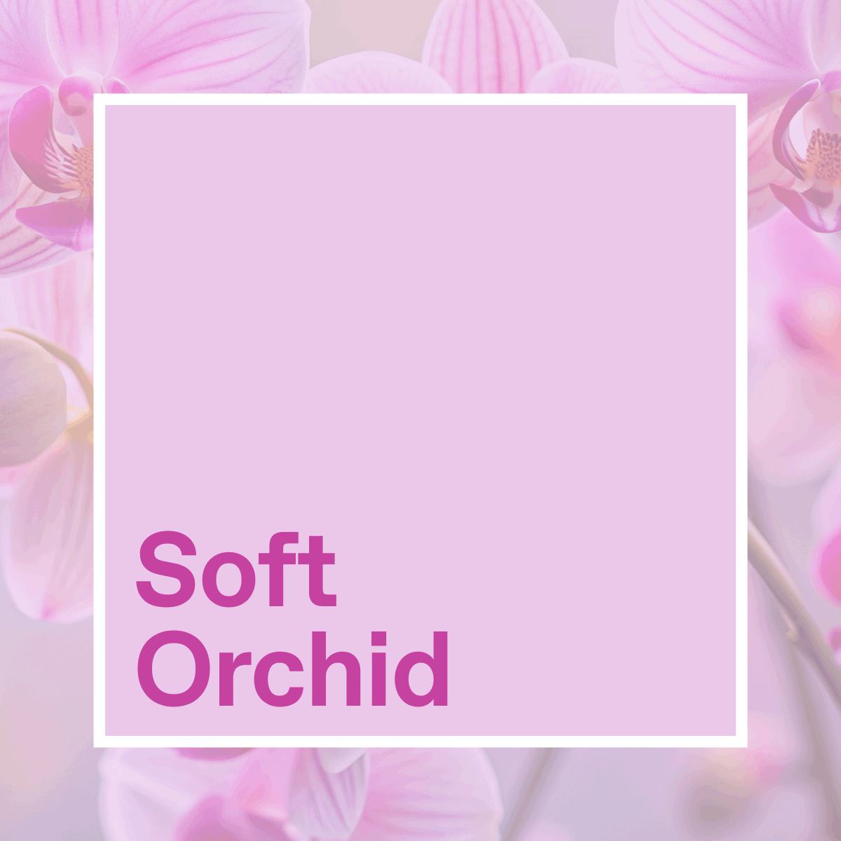 Soft Orchid & Dark Blossom