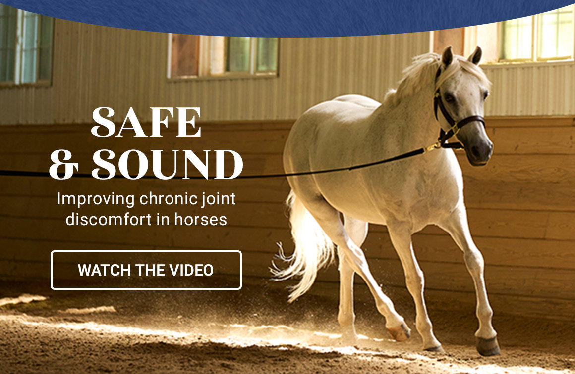 Improving chronic joint discomfort in horses. Watch the video.