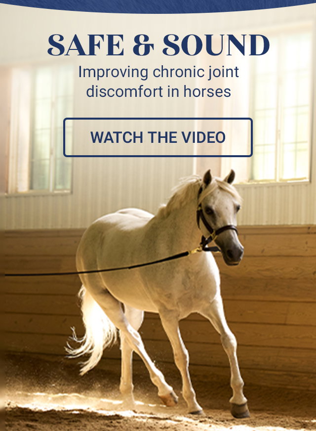 Improving chronic joint discomfort in horses. Watch the video.