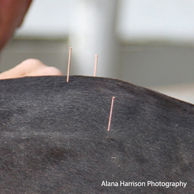 Acupuncture and your horse.