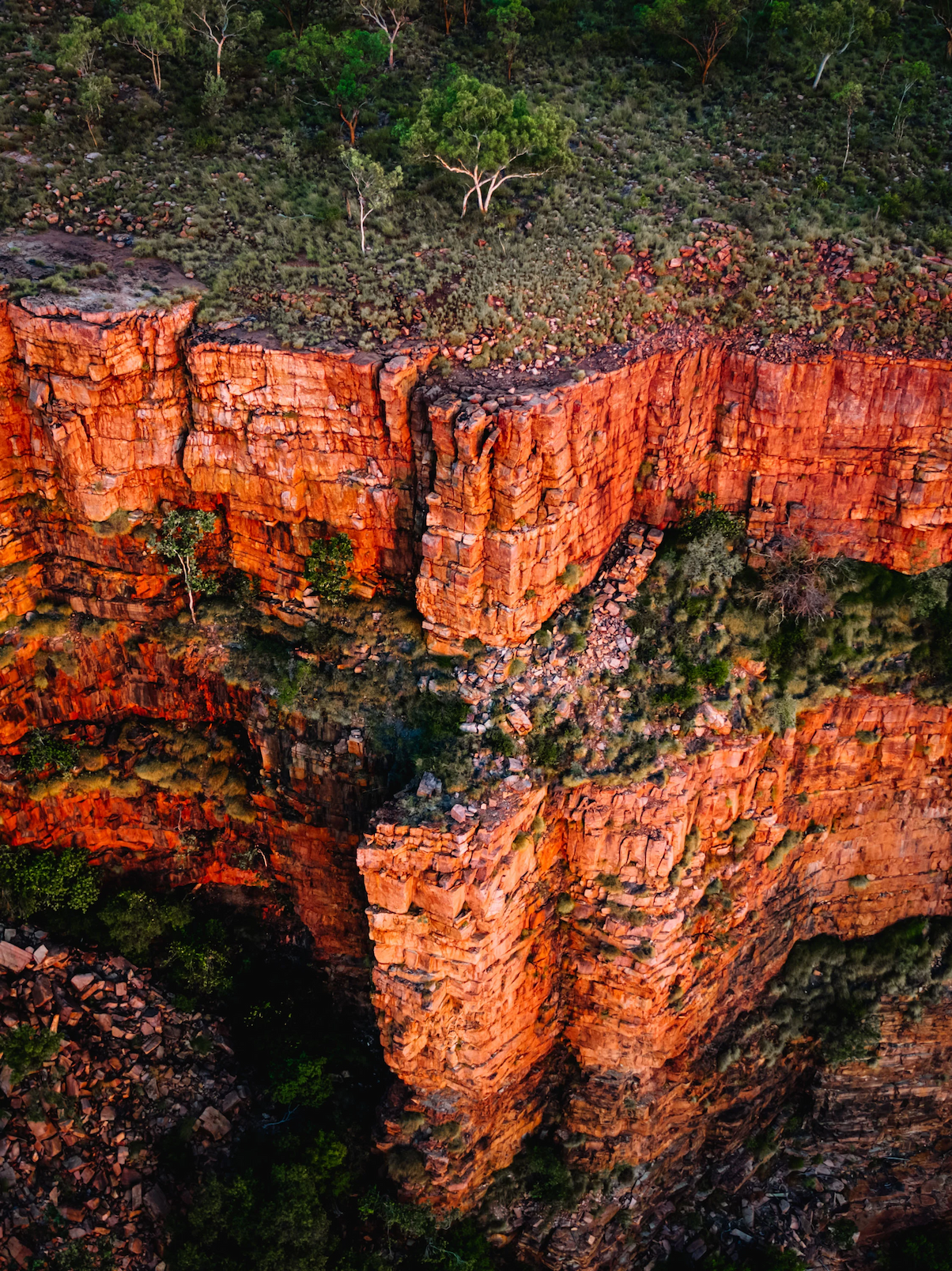 kakadu plum 