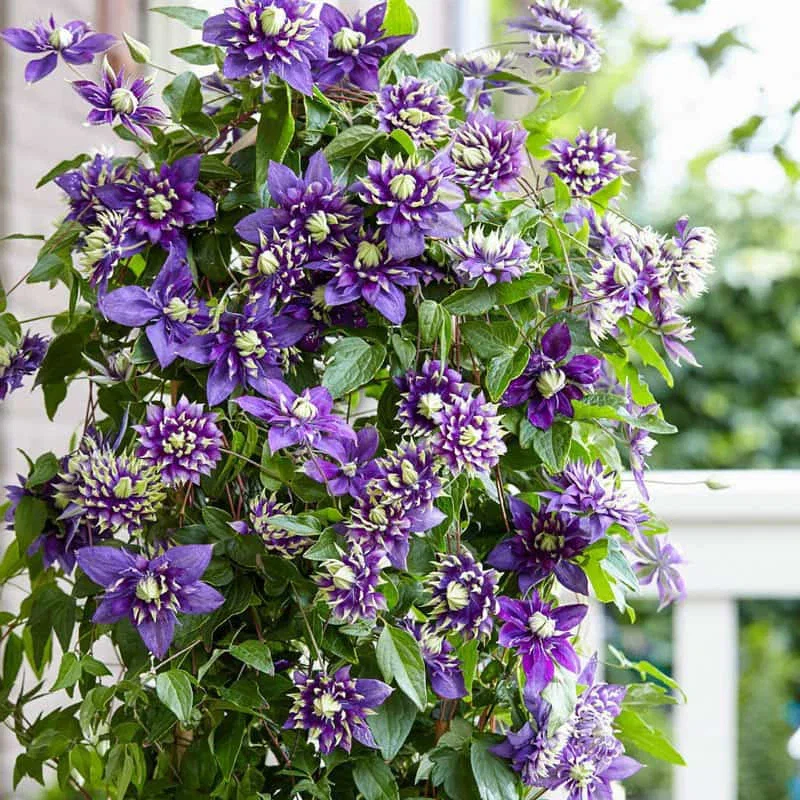 Clematis Taiga
