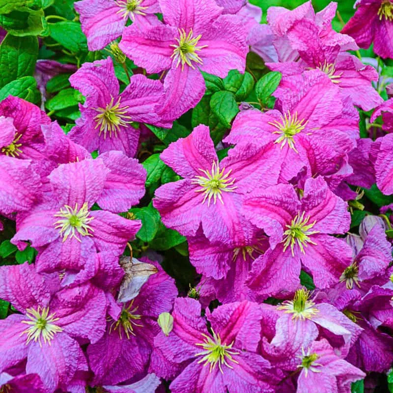 Clematis Mazurek
