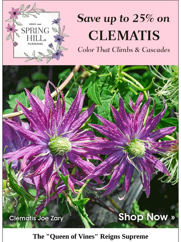 Save up to 25% on colorful, climbing clematis.