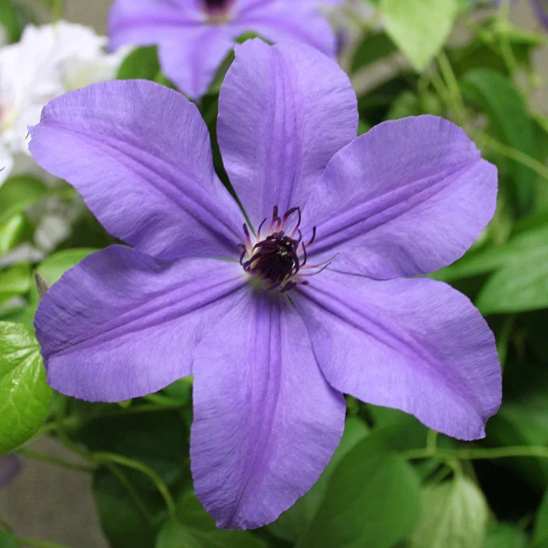 Clematis Ilka