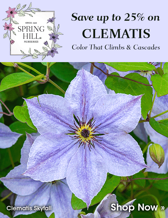 Up to 25% OFF Clematis