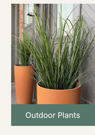 Outdoor Plants