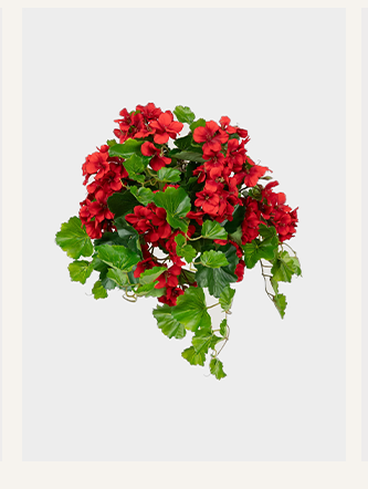 UV Treated Indoor/Outdoor Fake Geranium Hanging Bush
