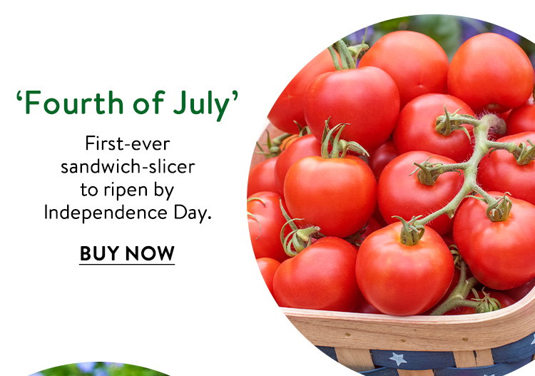 Fourth of July Tomato Seeds & Plant